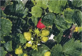  ??  ?? Netting will help keep soft fruit such as strawberri­es safe from birds