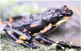  ?? GERARDO CEBALLOS ?? THE variable harlequin frog (Atelopus varius) was widespread in Costa Rica and Panama until an introduced fungus from Asia decimated its population­s. |