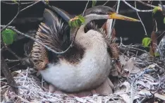  ??  ?? A female darter settles on her nest near Princes Bridge.