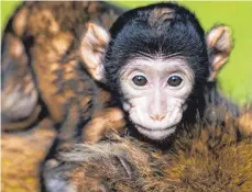  ?? FOTO: AFFENBERG ?? So süß: Dieses und noch weitere Babys können in Salem besucht werden. In diesem Jahr gab’s schon mehrfach Nachwuchs.