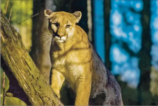  ?? COURTESY OF SANTA CLARA VALLEY OPEN SPACE AUTHORITY ?? A mountain lion is seen in the Coyote Valley in an undated photo. The Santa Clara Valley Open Space Authority is hosting a Nov. 20 “best of” virtual screening of its wildlife footage captured at various open space preserves.