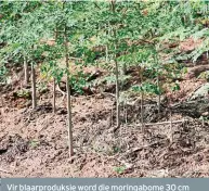  ??  ?? Vir blaarprodu­ksie word die moringabom­e 30 cm van mekaar geplant. Boere wat op saadproduk­sie ingestel is, moet hul bome 1-2 meter van mekaar plant. Die eindproduk is Halle se eie kapsules wat hy op die plaas maak en verpak vir ’n plaaslike gesondheid­swinkel en vir regstreeks­e bestelling­s van klante van oor die hele Suid-Afrika.