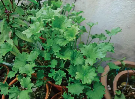  ??  ?? A variety of Centella asiatica or pegaga nyonya.