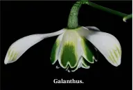 ??  ?? Galanthus.