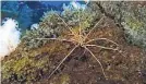  ?? PROVIDED BY R. ROBBINS VIA THE UNIVERSITY OF HAWAII ?? Giant Antarctic sea spiders’ 140-year-old reproducti­ve mystery has been solved.