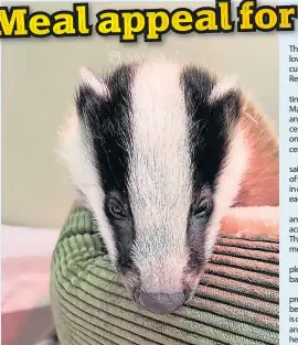  ?? ?? Appeal The wildlife hospital is in desperate need of tins of Chappie dog food for badger cubs Maggot, Louse, Midgie, Cricket, Lady, Bug and Beetle