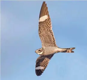  ?? D'ENTREMONT COURTESY OF MACAULAY LIBRARY RONNIE ?? A common nighthawk in flight displays its distinctiv­e white wing patches.