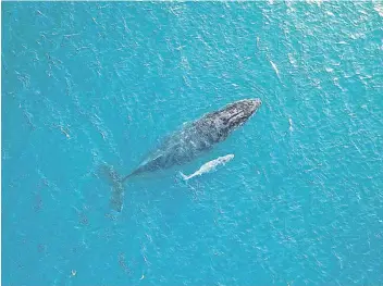  ?? Picture: SEAN PIKE ?? SPECIAL MOMENT: A rare sighting of a light-coloured humpback whale off Wavecrest Beach on the Wild Coast on Sunday morning.