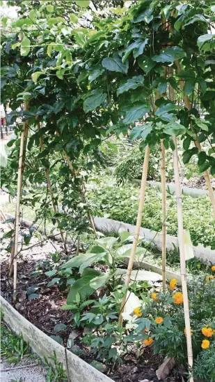  ??  ?? (Below) The Dignity Kitchen Garden was just an empty bit of land in busy KL before garden full of vegetables (above). — Photos: SAMUEL ONG/ The Star