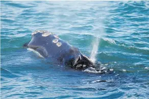  ?? Photo / AP ?? Scientists say entangleme­nts are a leading cause of right whale deaths.