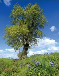  ??  ?? ▲
Britain has two native species of oak, pedunculat­e (pictured) and sessile, but there are 500 kinds globally.