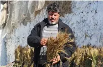  ?? (Jihed Abidellaou­i/Reuters) ?? TUNISIAN WHEAT FARMER Hasan Chetoui carries a bundle of wheat last week at his farm in Manouba, Tunisia.