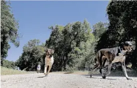  ?? Brant Ward / The Chronicle ?? Dogs are allowed to frolic off leash on the fire roads in the preserve managed by the Marin County Open Space District.