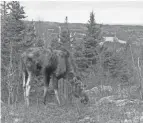  ?? SARAH HOY/MICHIGAN TECH UNIVERSITY VIA AP ?? Data collected over 19 years at Michigan’s Isle Royale National Park showed moose have more ticks during winters following particular­ly warm summers, according to a study.