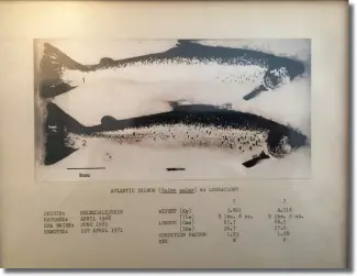  ??  ?? Opposite: Sir Iain Anderson Below: Two of the first salmon from the first harvest at Lochailort in 1971 Below right: Rainbow trout