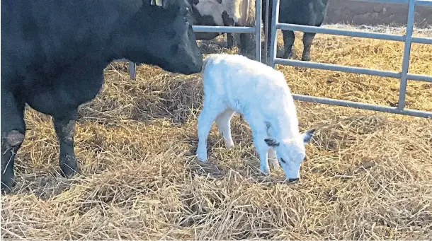  ??  ?? SAVIOUR: Vaynol calf Snow was born through embryo transfer and has boosted efforts to save one of the UK’s rarest native cattle breeds.