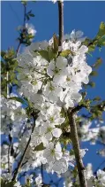  ??  ?? Spring has sprung A Clyde Valley blossom, by Susan West