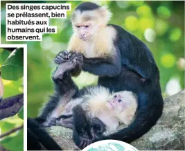  ??  ?? Des singes capucins se prélassent, bien habitués aux humains qui les observent.