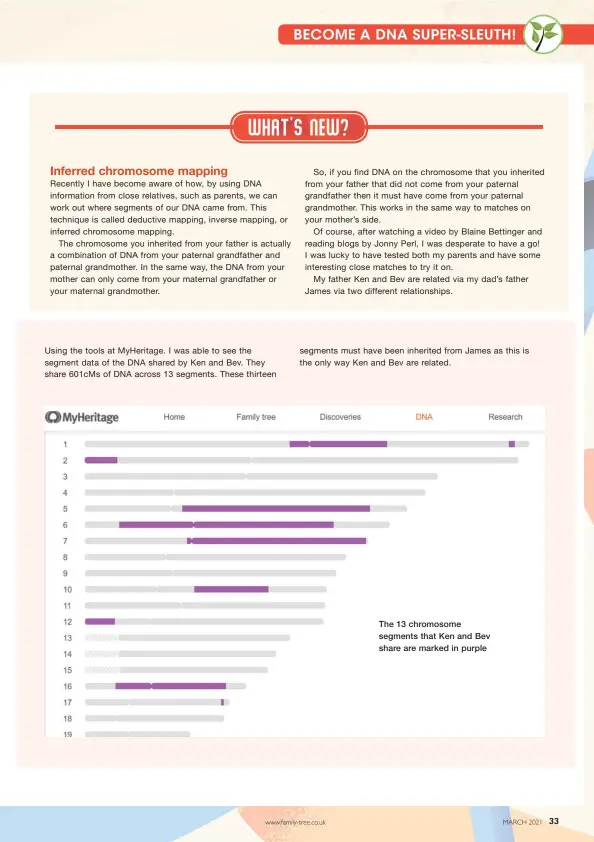  ??  ?? The 13 chromosome segments that Ken and Bev share are marked in purple