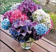  ??  ?? Freshly cut hydrangeas should continue looking good for five to seven days.