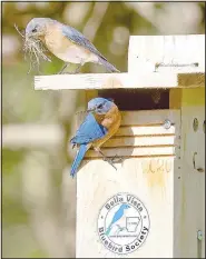  ?? (Courtesy Photo/Mindy King) ?? The Bella Vista Bluebird Society monitors and maintains hundreds of bluebird boxes around Bella Vista.