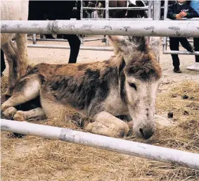  ??  ?? An animal welfare charity is calling for people to get behind Internatio­nal Working Animal Day which takes place on Friday