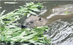  ??  ?? ●●Beavers may be returning to our waters Photo: Darin Smith