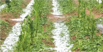  ??  ?? Hailstorm damaged tobacco at Mr Peter Dobropoulo­s' farm in Mutasa District.