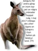 ??  ?? hoppat iväg. I maj 2017 infångades ytterligar­e en känguru i byn Salten på Midtjyllan­d. (TT)
