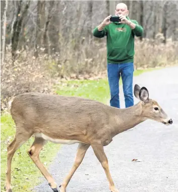  ?? PHOTO D’ARCHIVES BEN PELOSSE ?? Les cerfs sont si présents dans le parc Michel-Chartrand qu’il n’est pas rare d’en croiser sur les sentiers fréquentés par les promeneurs.