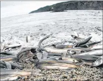  ?? SUBMITTED PHOTO ?? The Northern Peninsula has not experience­d a run of caplin since June. Many fishermen in the area feel that in mid-august, there’s very little chance caplin will show up at all.