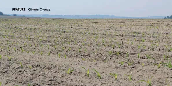  ??  ?? ABOVE:A shift in temperatur­es is affecting sowing times for farmers. While maize is traditiona­lly planted in October in Mpumalanga, last year the plants were affected by uncharacte­ristic frost immediatel­y after they emerged.
