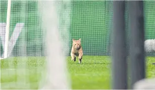  ?? AFP ?? A cat runs on the pitch during the Champions League match between Besiktas and Bayern Munich in Istanbul.