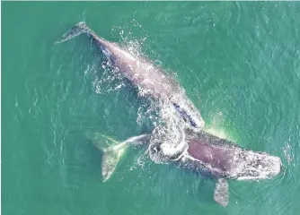  ?? PHOTO COURTESY OF DFO ?? North Atlantic right whales.