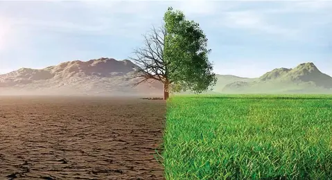  ?? ?? La ausencia de pastos es una de las consecuenc­ias más clara del aumento de las temperatur­as.