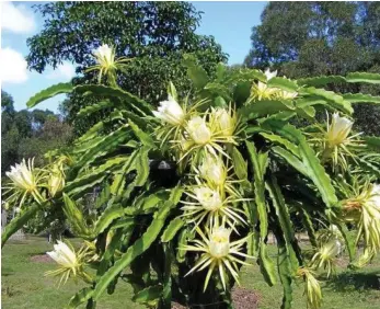  ?? PHOTOS: CONTRIBUTE­D ?? A white-fleshed dragon fruit plant in full flower at Red Fox Pitayas.