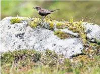  ??  ?? A ring ouzel on the Invercauld Estate this year