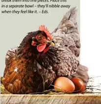  ??  ?? To get the best eggs, your chickens should preferably roam free during the day to consume various greens and insects. Commercial poultry feed mixes