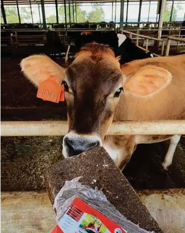 Galak Pertumbuhan Haiwan Ruminan Pressreader