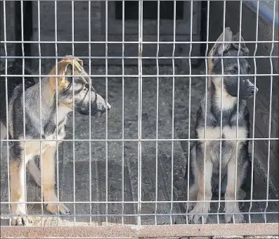  ?? ARCHIVO ?? Cachorros de perro en una jaula.