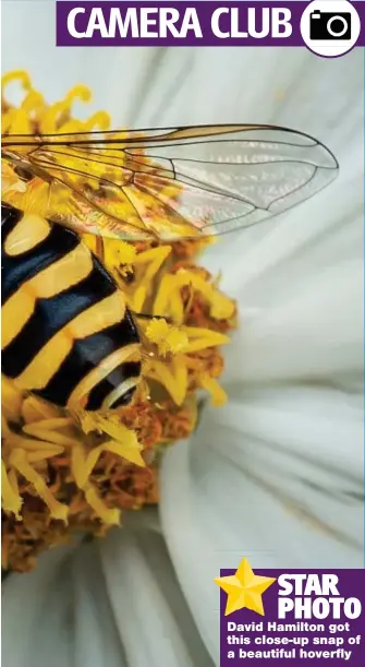  ?? ?? David Hamilton got this close-up snap of a beautiful hoverfly
