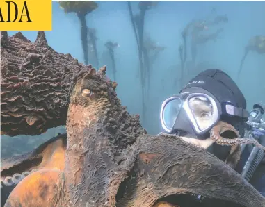  ?? MAXWEL HOHN ?? B.C. resident Krystal Janicki encounters a giant Pacific octopus for National Geographic's Secrets of the Octopus.