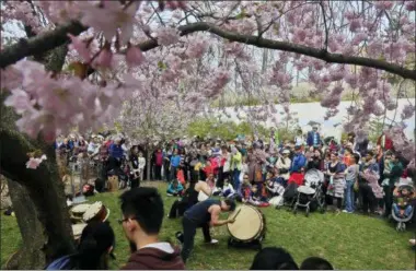  ?? BEBETO MATTHEWS — THE ASSOCIATED PRESS FILE ?? In this file photo, members of the traditiona­l Japanese ensemble Taiko Masala, perform during a preview of the Sakura Matsuri festival at the Brooklyn Botanic Garden in New York. The festival has performanc­es, demonstrat­ions and exhibition­s from...