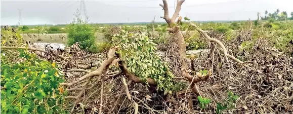  ?? ?? "The Puttalam lagoon system has been severely damaged by various destructiv­e activities, prompting the authoritie­s to make special arrangemen­ts to protect the remaining mangrove systems. But the appeals were not heeded,