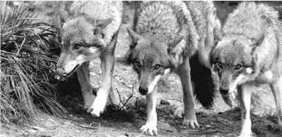  ?? Foto: CBN-Archiv ?? Zurückgezo­gen leben die Iberischen Wölfe in den Kantabrisc­hen Kordillere­n.