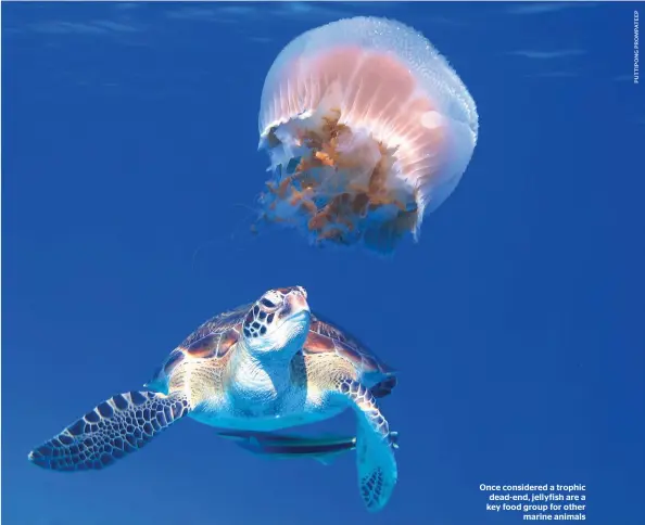  ??  ?? Once considered a trophic dead-end, jellyfish are a key food group for other marine animals