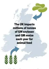  ??  ?? The UK imports millions of tonnes of GM soybean and GM maize each year for animal feed