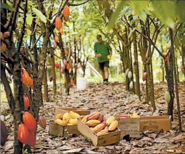  ?? STEELGRASS FARM ?? Tony Lydgate of Steelgrass Farm harvests cacao pods that will be used to make some of the world’s rarest chocolate.