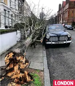  ??  ?? LONDON Near-miss: Vintage car was almost crushed by felled tree