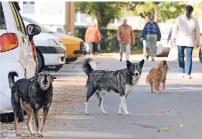  ?? FOTO: JENS KALAENE/DPA-TMN ?? Tierfreund­e müssen aufpassen: Streunende Hunde, hier in Rumänien, sind oft alles andere als harmlos.